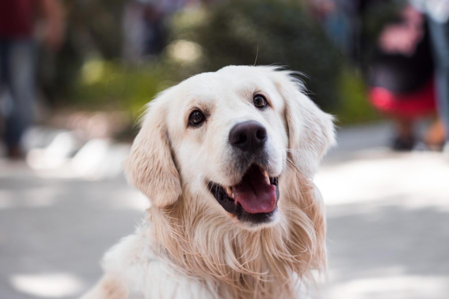 educazione-cane-adulto-genzano-roma